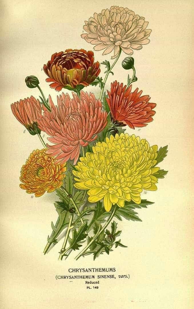5 Fascinating Facts About Chrysanthemums to Get You in a Fall Mood